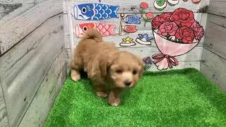 ハーフ犬の動画01