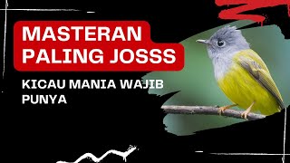 Download lagu MASTERAN BURUNG SIKATAN KEPALA ABU mp3