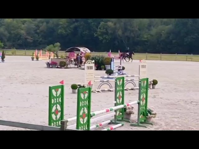 Top jument &agrave; vendre 