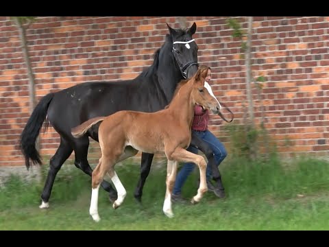 *2020 Stute von Blue Hors Zack - Stedinger