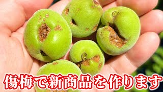 【雹被害】雹で傷ついた梅で梅のお酒を作ります。