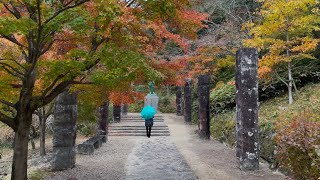 Let's take a stroll around Toshogu shrine. #autumncolors