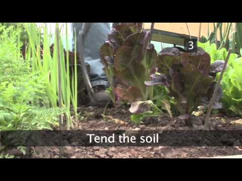 How To Stop Slugs Invading Your Garden