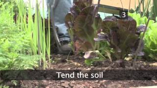 How To Stop Slugs Invading Your Garden