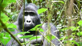 preview picture of video 'Bwindi, Uganda Gorilla in the mist.... Jun 2009'