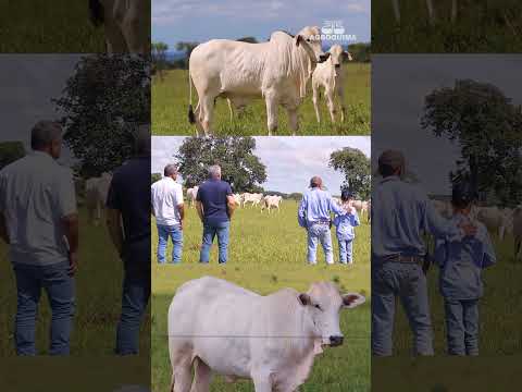 Depoimento de Maurício Bianchini – Itarumã/GO. #agro #agroquima #nutricaoanimal #fosquima #shorts