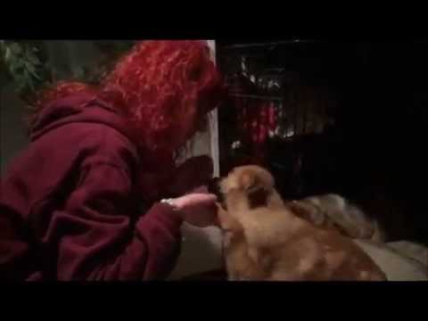 The Wood Yard Pups - Hessa's Homeless Hounds - Gopro dog rescue journey