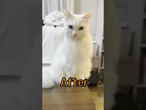 一瞬で痩せるネコ