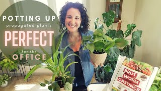 Perfect Plants for The Office | Repot