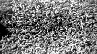 Melvins - Joe Preston EP - Bricklebrit