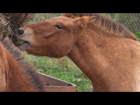 , title : 'How Big Are Przewalski's Horses?'