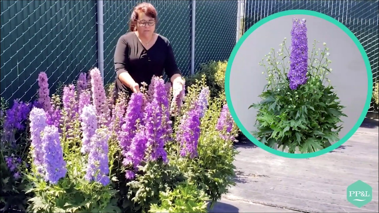 Delphinium Highlights from Pacific Plug & Liner