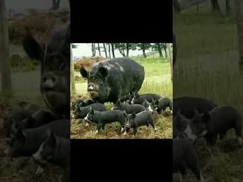 , title : 'l'élevage des porcs pour les débutants'