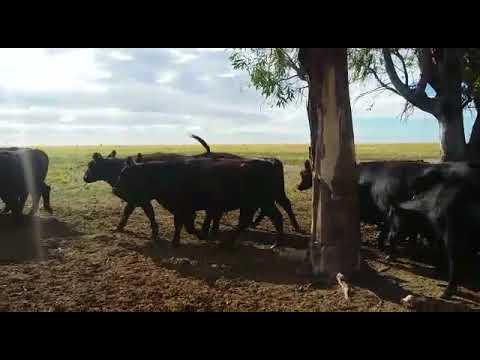 155 Vaquillonas AnGus con garantía de preñez. Gregorio Aberasturi SRL