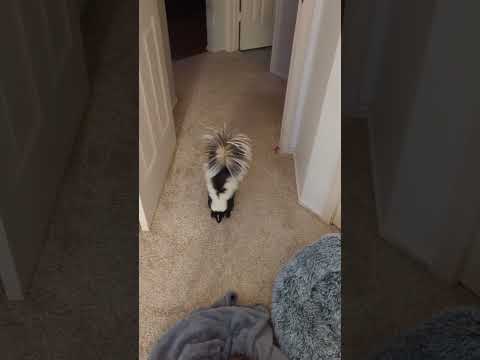 Hangry skunk alert! Snack-obsessed cutie demands treats ASAP 🦨😂 | 🎥Collab #pets #funnyanimals