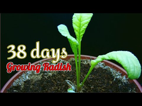 Growing Radish From Seed for 38 days I timelapse