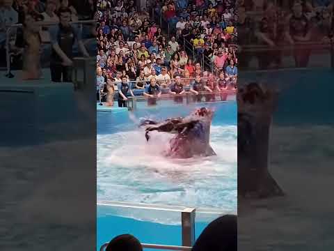 jessica radcliffe orca attack#sad #radcliffe