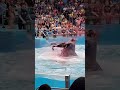 jessica radcliffe orca attack#sad #radcliffe