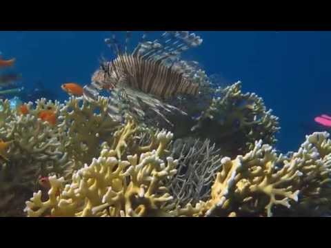 Tauchsafari | Divesafari | 2014 | Deep South (St.John's) 