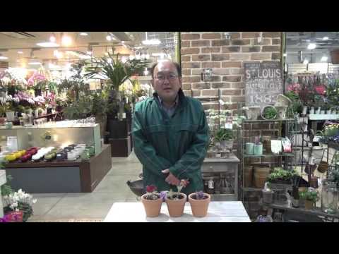 オキナグサ、オキナグサ 植物