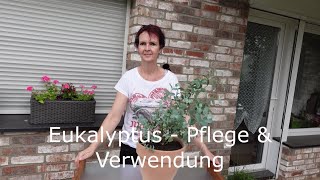 Eukalyptus - Pflege & Verwendung des Eukalyptus gunnii