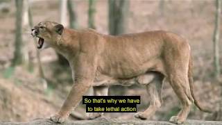 Managing Cougars: An ODFW Informational Video