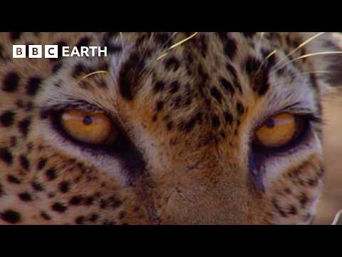 Amazing Animals of Africa | BBC Earth