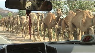 Ethiopian Camel Boys Take Their Herd to Market
