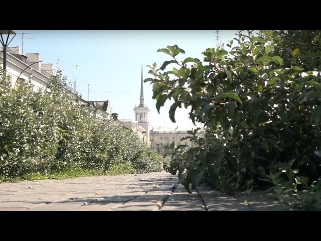 Сорняки, нескошенная трава и поваленные деревья