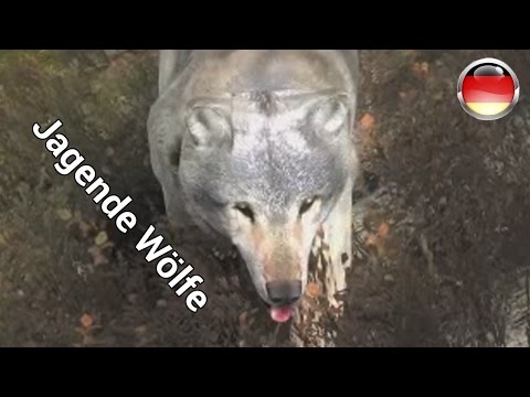 Jagen mit Fape SP #10 - "Jagende Wölfe" 2/3 Deutsch/German [1080p60fps]