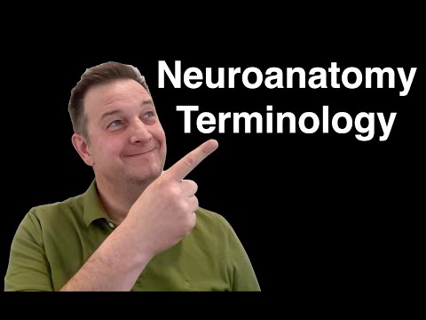 Neuroanatomy Terminology Explained: Neuroanatomy Basics for Medical Students