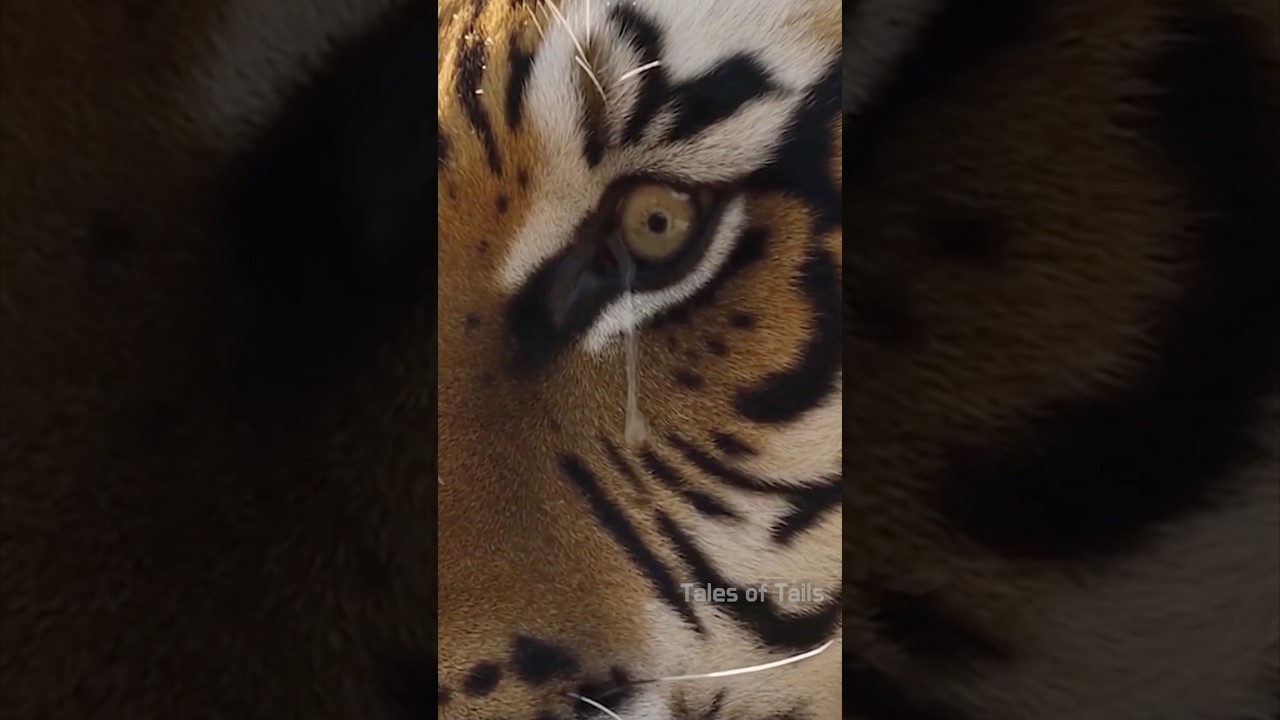 He saved a tiger cub from crocodiles—then faced the river’s wrath #animals #wildlife #wildanimals