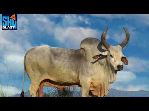 Most interesting and unique species  of Cow ( Zebu)