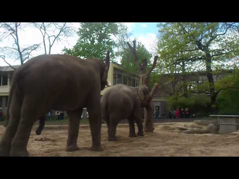 , title : 'Asiatische Elefanten im Berliner Zoo pflanzen sich fort'