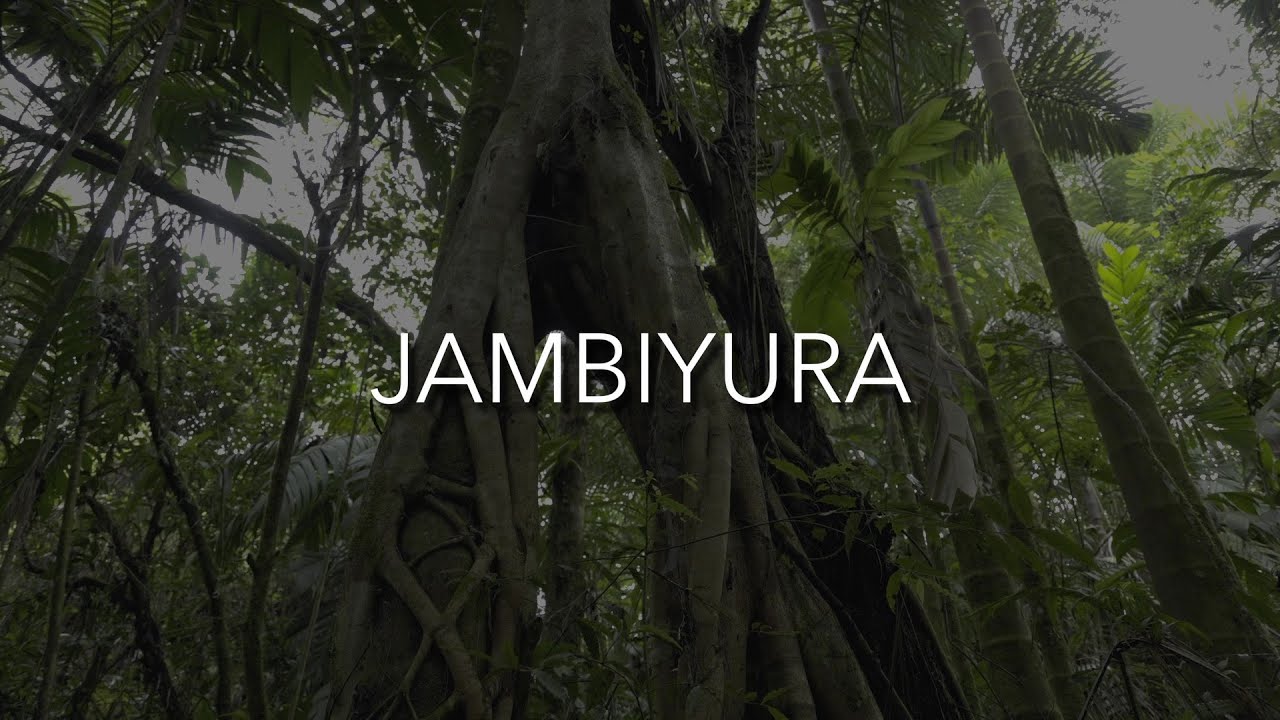 Jambiyura 🌿 conserving traditional plant knowledge in the Amazon