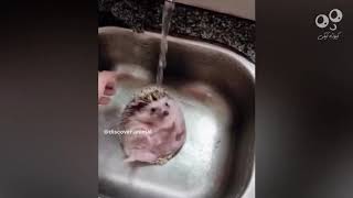 cute beatiful baby animals#5.