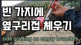 옆구리접ㆍ측지접으로 나무 재생시키는 방법. How to regenerate trees with side gr…