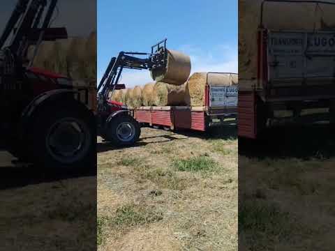 cargando fardos de pasto 😎 #calchin #cordoba