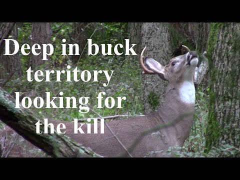 Hunting the Buck Nest with Alex Sarver