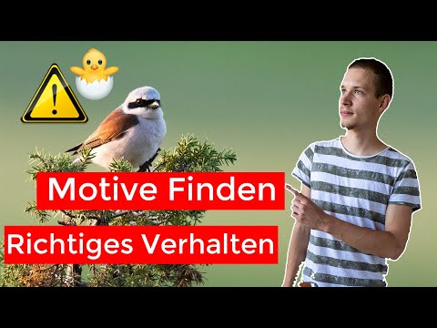 Motive finden in der Vogelfotografie | Fotografieren lernen