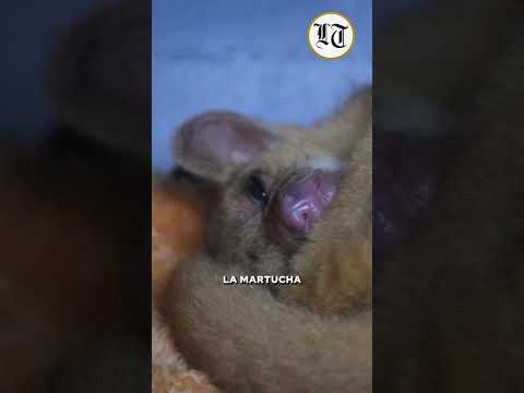 Pofoma rescata a una martucha en Quillacollo