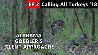 Public Land Longbeards in Alabama - Calling All Turkeys