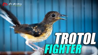 Download lagu KETREKAN MURAI TROTOL FIGHTER BY ARCADIA BF - REMBANG mp3