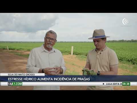 Deficit hídrico afeta produção de soja do Mato Grosso