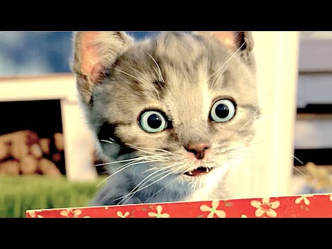 MY LITTLE KITTEN ADVENTURE - LONG SPECIAL CARTOON CAT HEED A HOME MEOW STORIES OF KITTEN