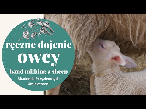 , title : 'Ręczne dojenie owcy / hand milking a sheep'