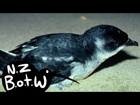 Whenua Hou diving petrel - New Zealand Bird of the Week