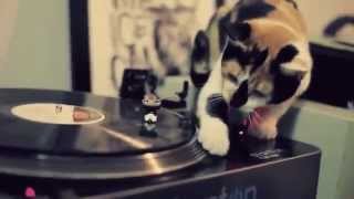Asian Dub Foundation - Funny cat video