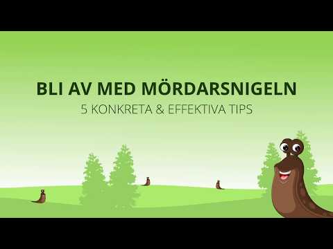 Bli av med Mördarsnigeln - 5 Konkreta & Effektiva Tips