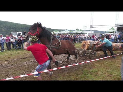 Cimbru Locul 1 la tracțiune simplu Gilău - Cluj 10 Iulie 2021